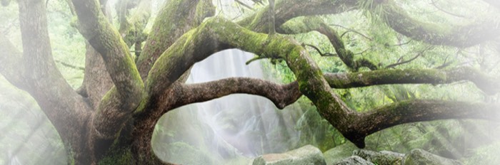 Waterfall and canopy reference for The Tree